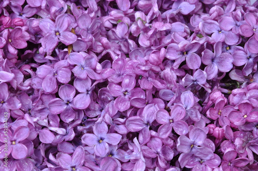 Background with spring flowers of lilac
