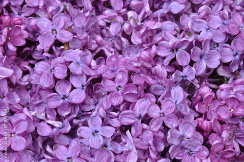 Background with spring flowers of lilac © salita2010