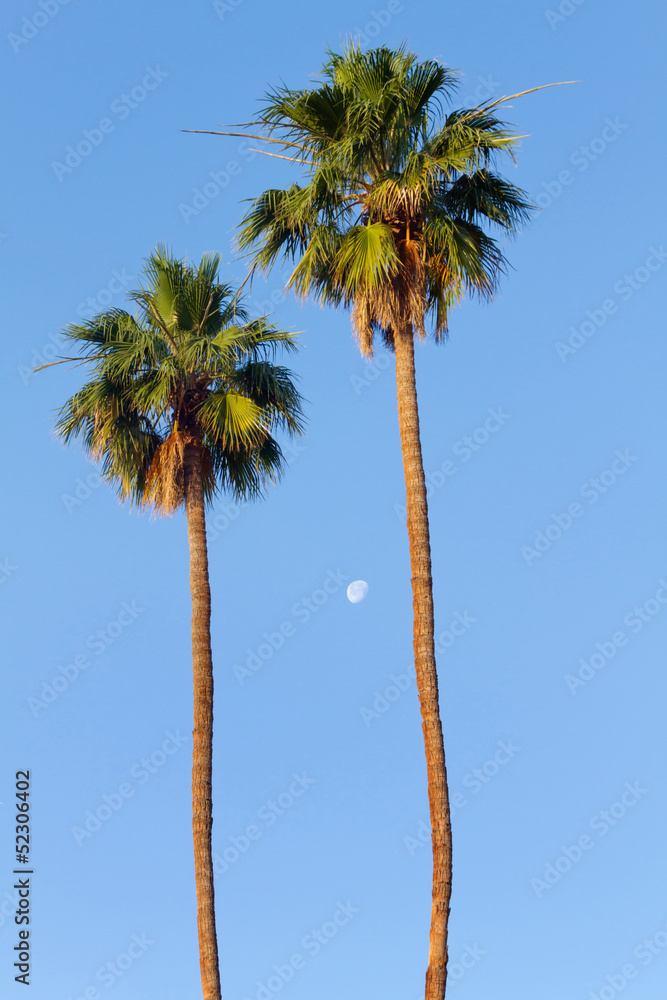 Fototapeta premium Palm Trees and Moon