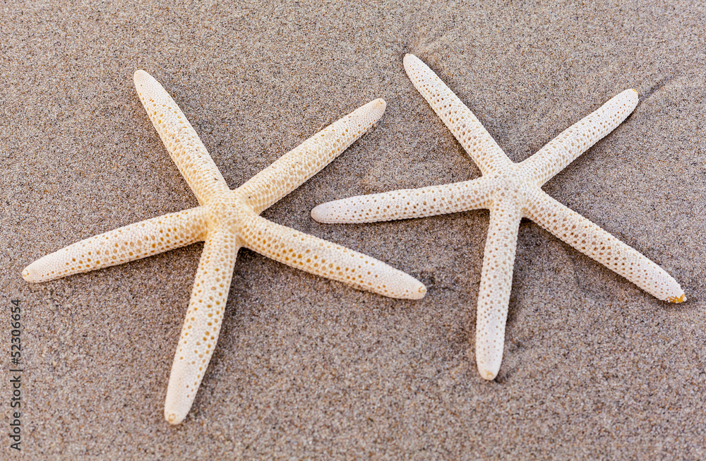 Beautiful starfish on the beach Beautiful starfish on the beach
