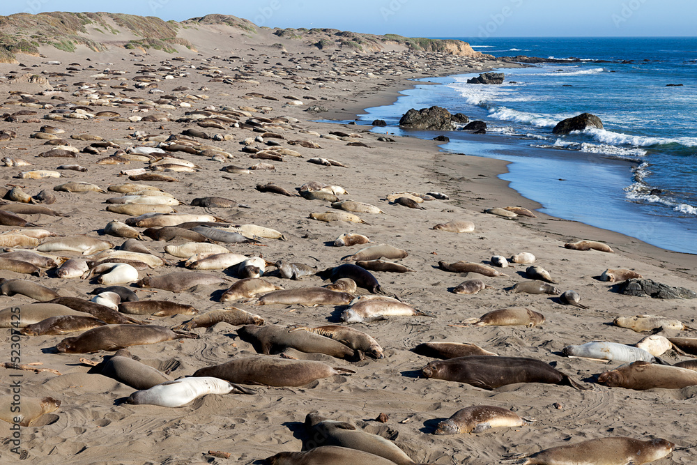 Elephant Seal Beach Elephant Seal Beach