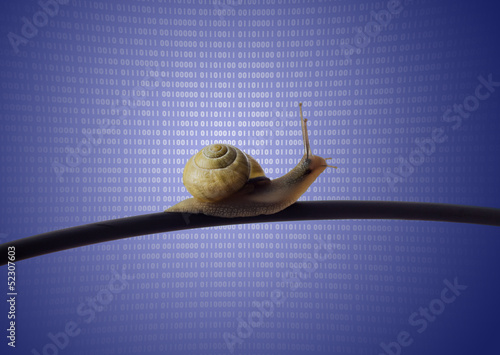 Schnecke auf Netzwerkkabel