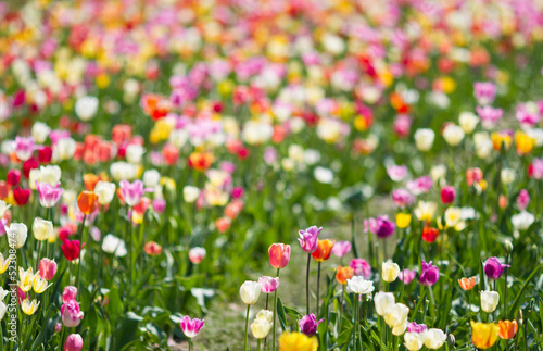 tulips on field