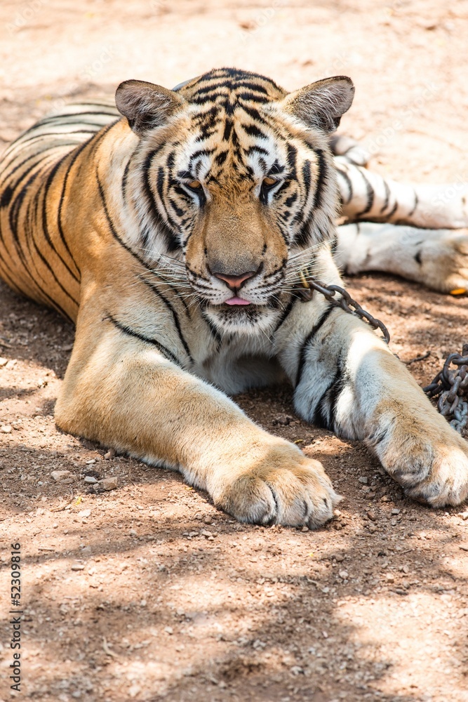 Captured asian bengal tiger in open space in metal chain Captured asian bengal tiger in open space in metal chain