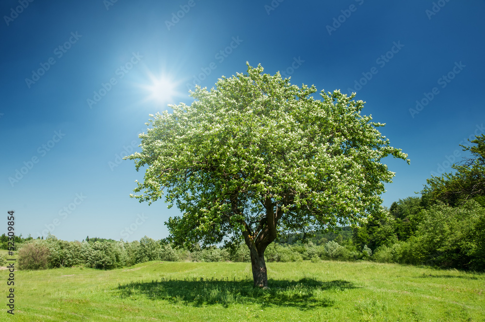 Obraz premium tree