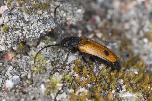 Apalus bimaculatus, this beetle needs mining bees to survive
