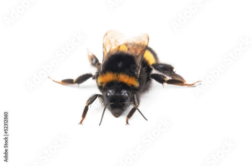 bumblebee isolated on the white background