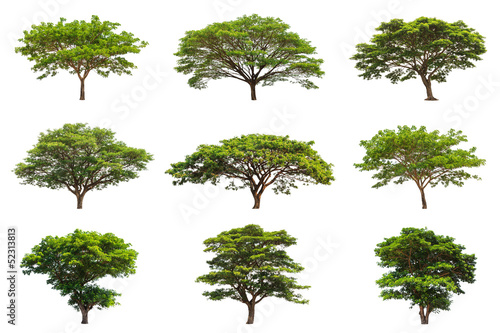 Collection of Rain trees  Samanea saman 