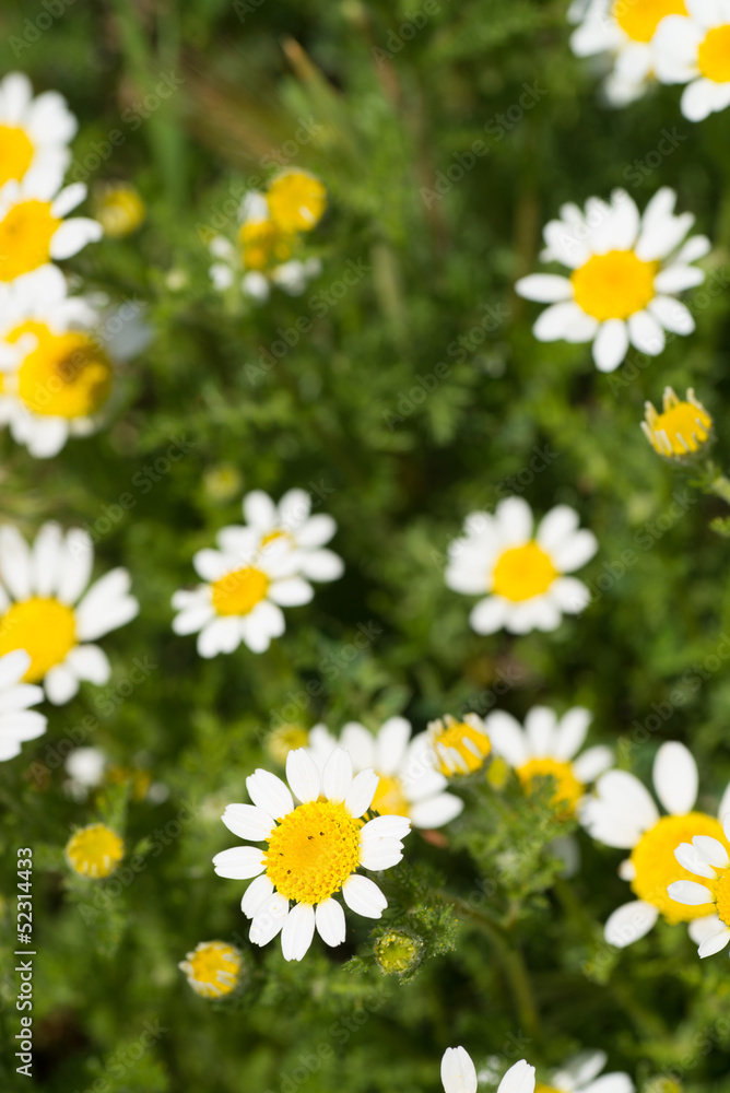 Daisies Daisies