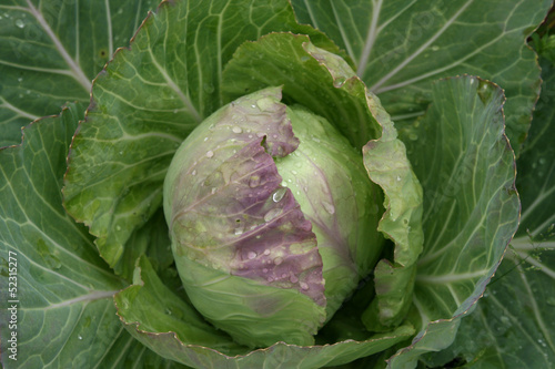 A head of cabbage in the garden