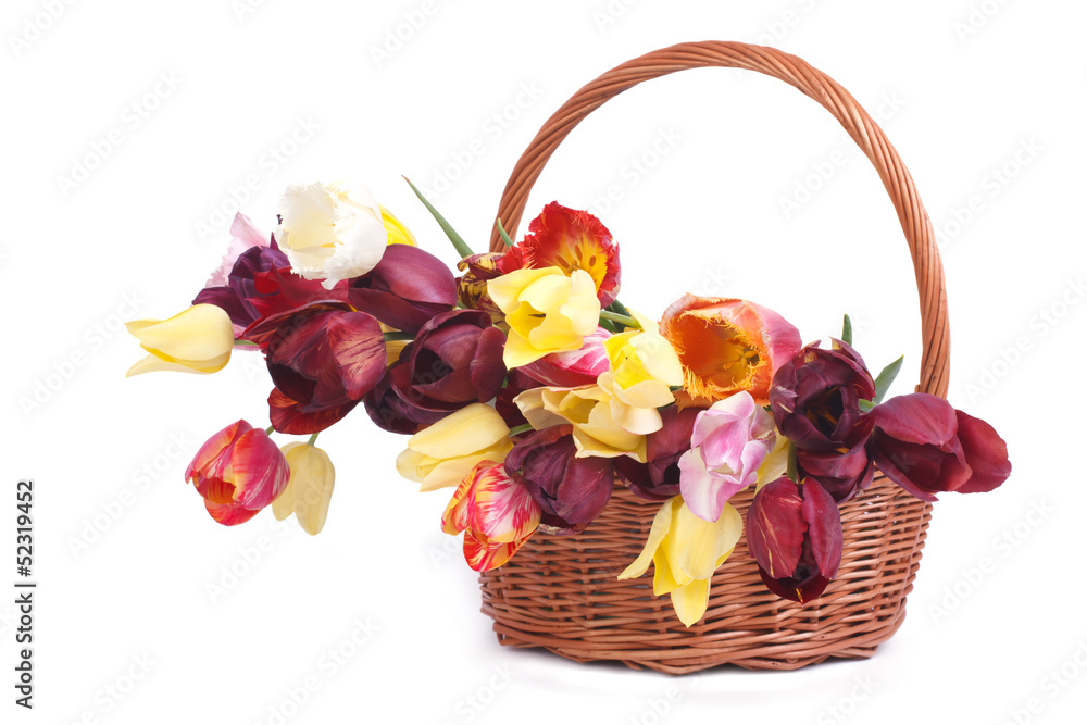 Multi-colored tulips in a wicker basket isolated on white