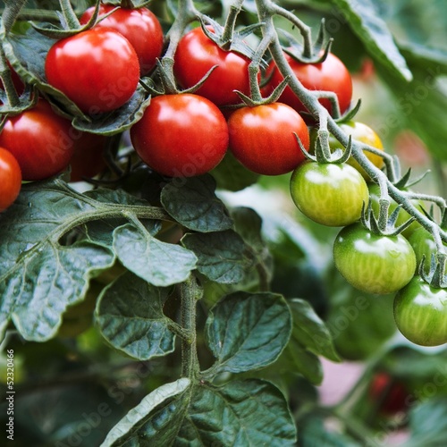 Tomatenernte
