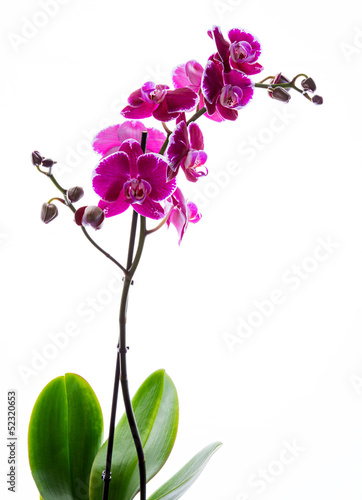 Fototapeta Naklejka Na Ścianę i Meble -  Colorful pink orchid