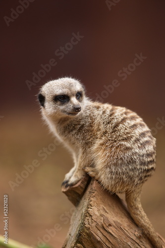 A curious meerkat observing its surrounding.