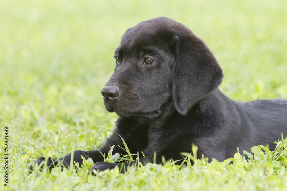 portrait of a labrador puppy portrait of a labrador puppy