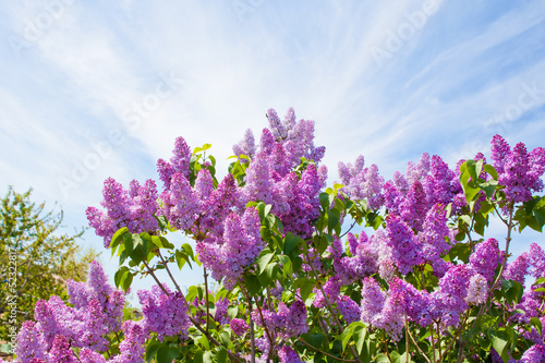 Lilac bush on a background of blue sky
