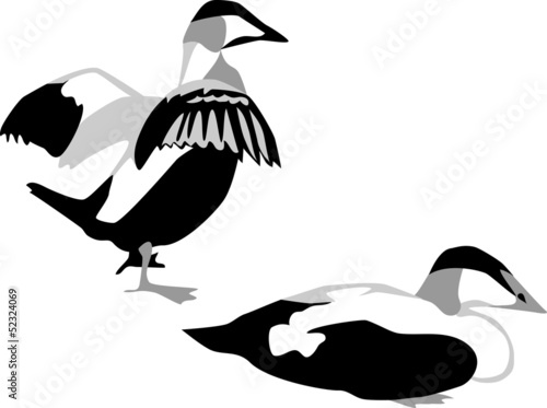 common eider