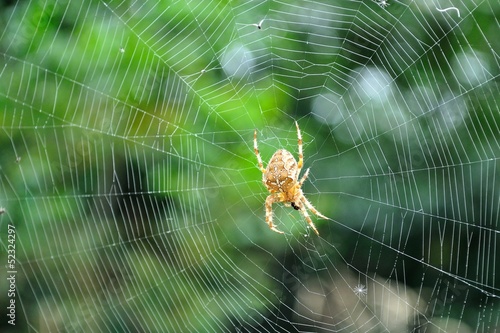 Detail view of Cross spider (Araneus diadematus) in its web