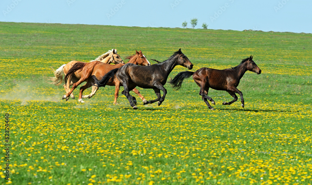 Horse Horse