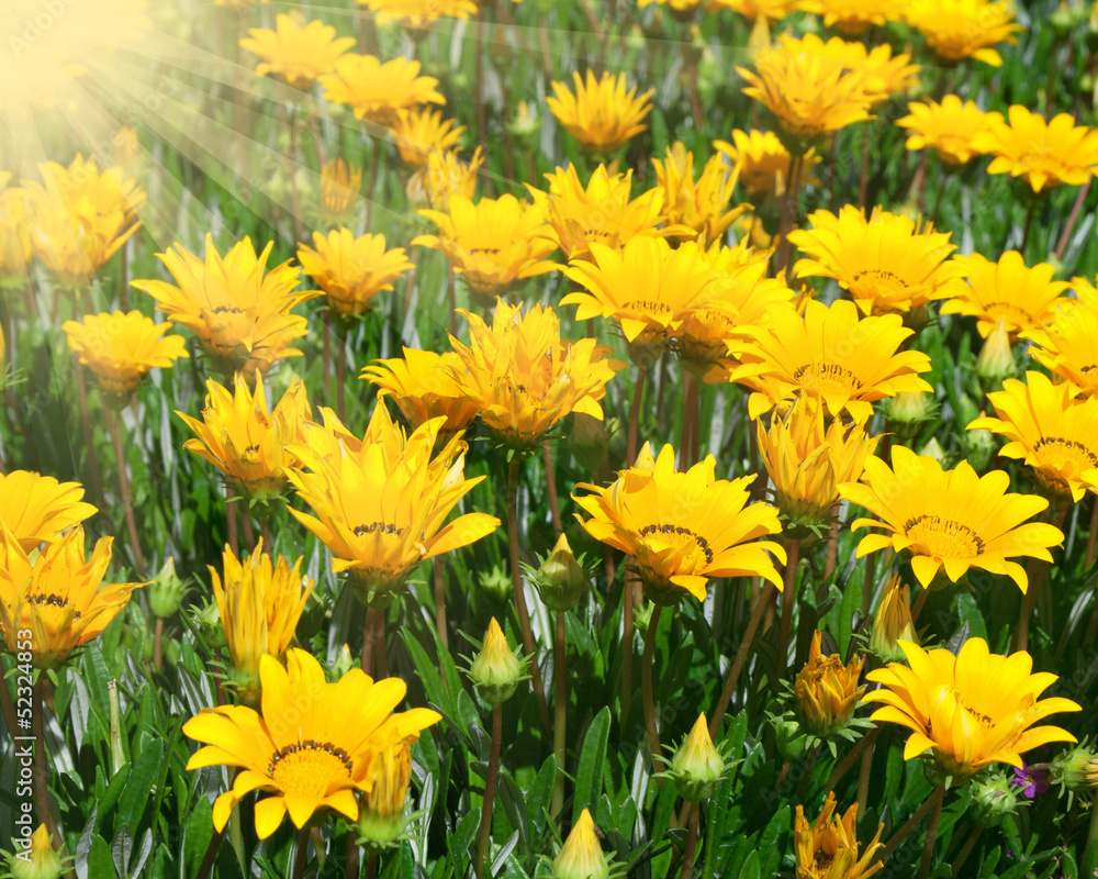 flower flower