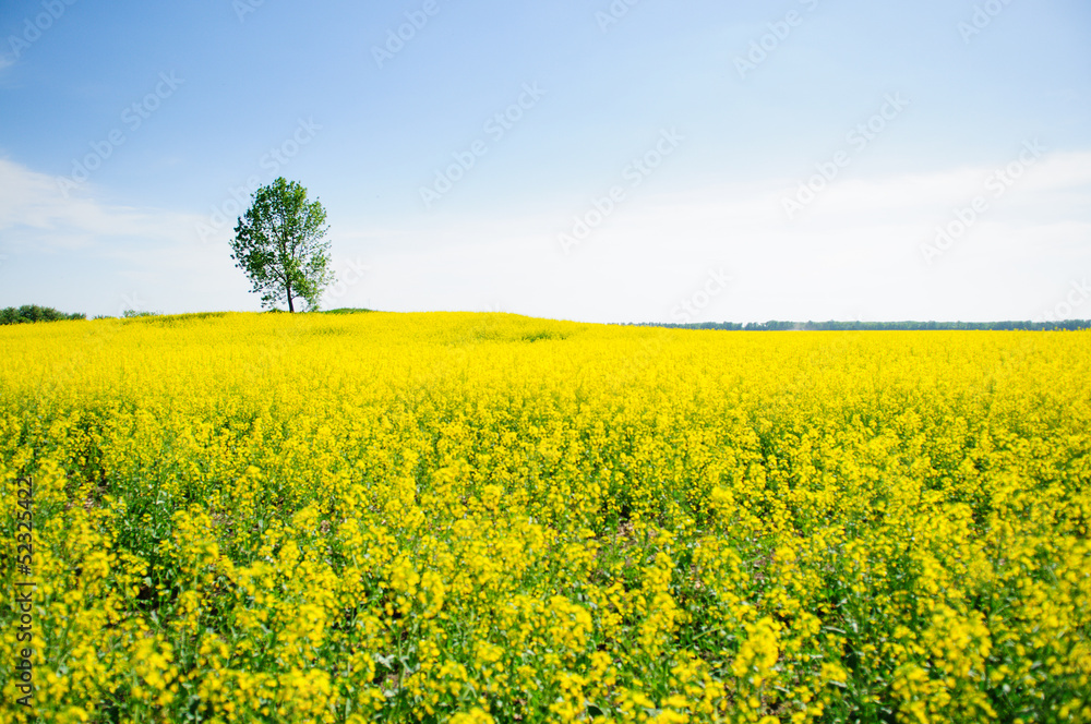 field and tree