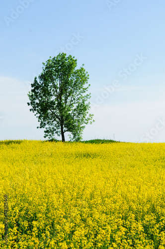 field and tree