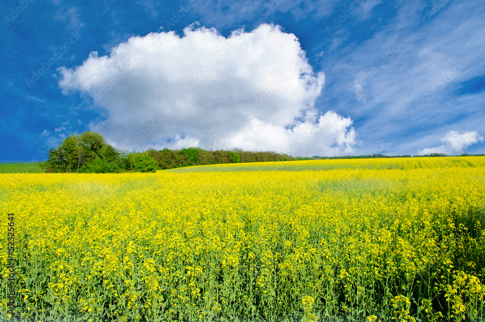 field of yellow rapeseed field of yellow rapeseed