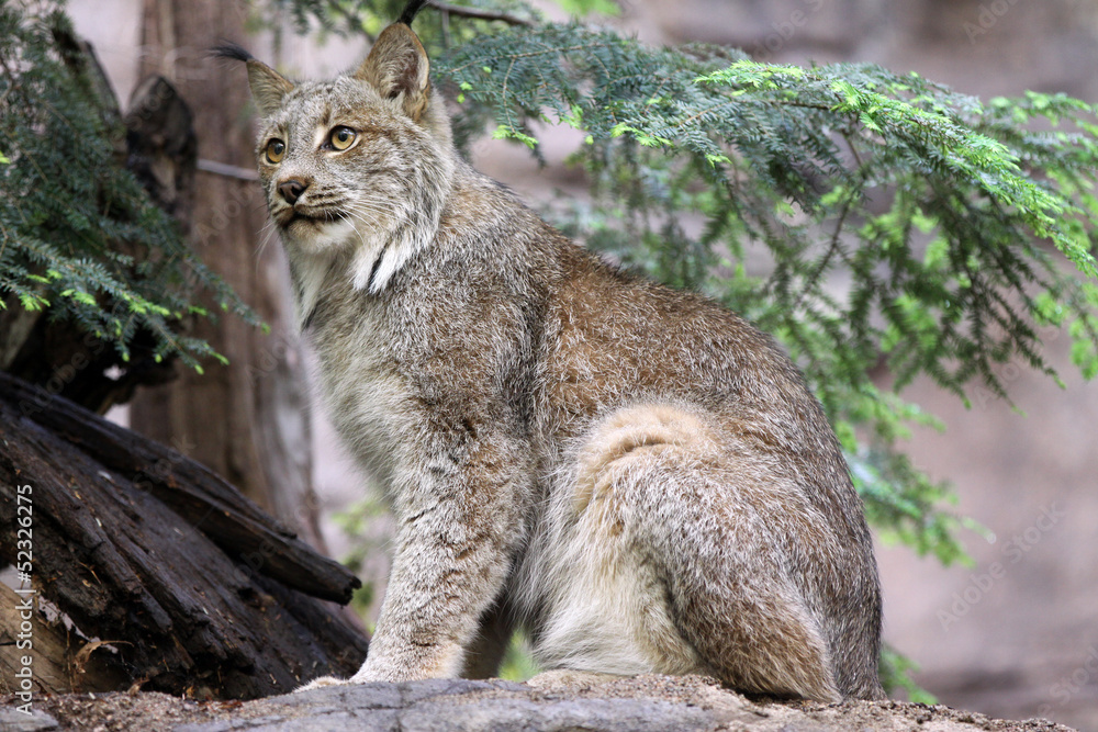 Naklejka premium Lynx