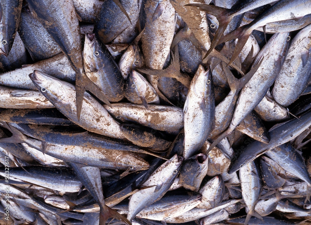 Freshly caught fish on beach, Tobago © Arena Photo UK Freshly caught fish on beach, Tobago © Arena Photo UK