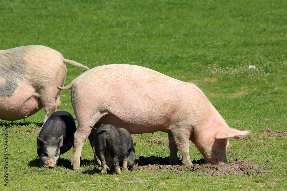 Pig with piglets grazing in the meadow Pig with piglets grazing in the meadow