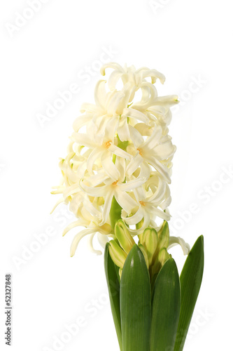 hyacinth flower buds on the white background