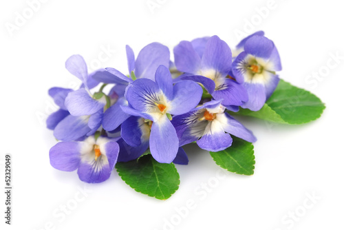 flower violet