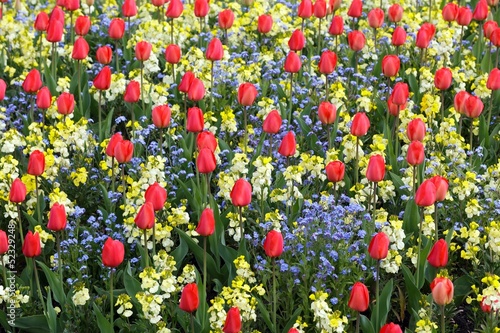 Valokuva Spring flowerbed