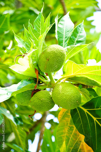 breadfruit