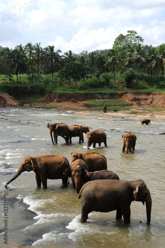 Wallpaper Mural Elephants of Ceylon island Torontodigital.ca