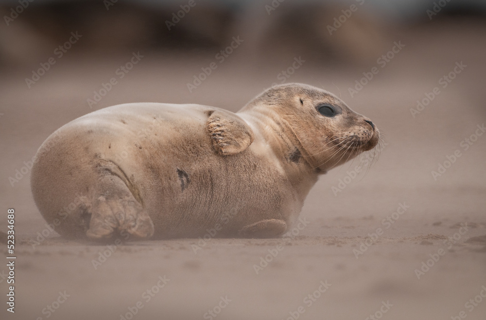 Naklejka premium Baby Seal