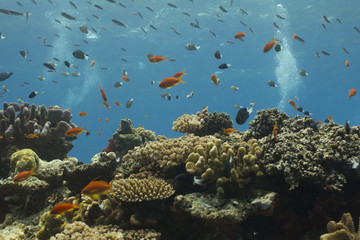 Foto auf Acrylglas Tauchen On Top of the Reef  © mvanfleet