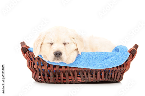 Cute labrador puppy dog sleeping in a basket