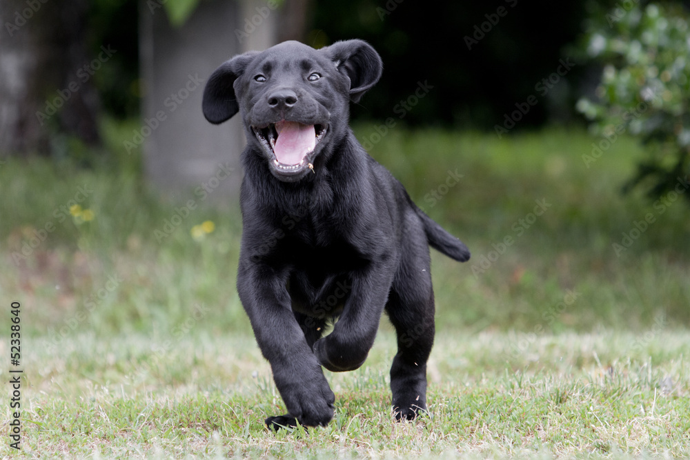 labrador puppy playing