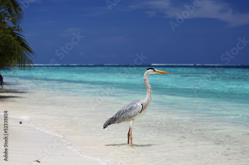 Stork on the ocean © yellowj