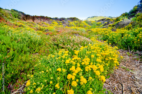 Flowers on Beach Access Trail on California State Route 1
