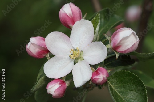 Flower of apple tree. Macro.