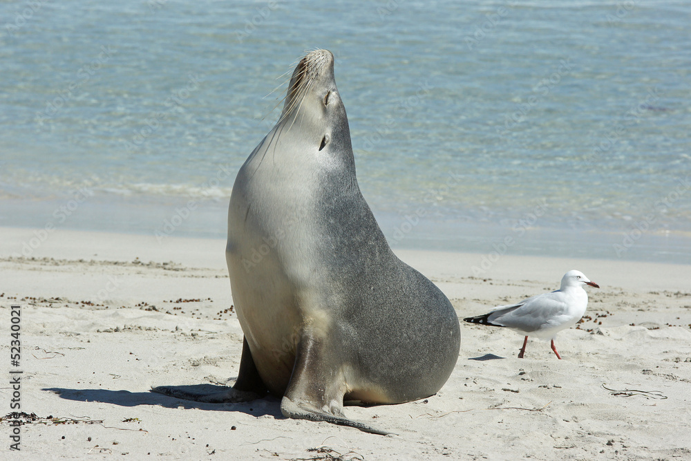 Obraz premium Seelöwenkolonie, Seal Bay, Kangaroo Island, Australien