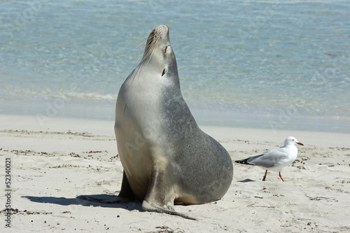 Seel  wenkolonie  Seal Bay  Kangaroo Island  Australien