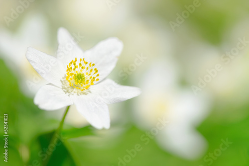 Wood Anemone (Anemone Nemor...