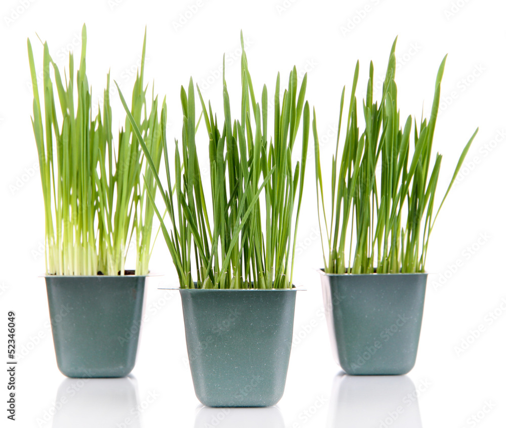 Seed boxes with seedling isolated on white Seed boxes with seedling isolated on white
