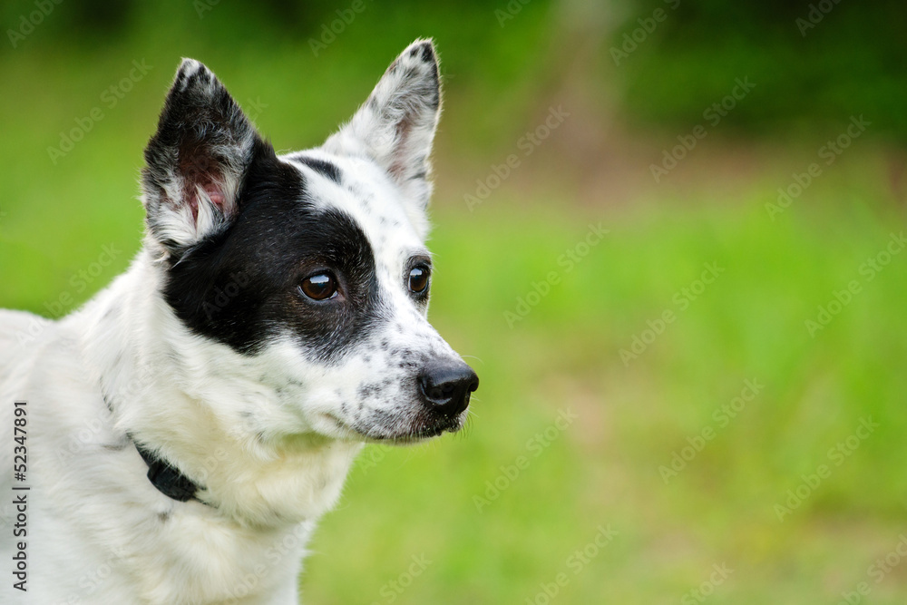 Portrait of blue heeler or Australian cattle dog with copy space
