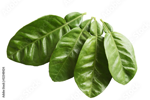 Grapefruit Leaves photo