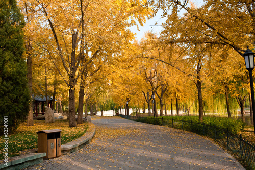 Golden autumn in a park