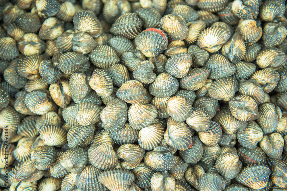 Fototapeta premium clam